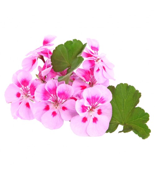 Konzentriertes ätherisches Öl - Belforte - Geranium- und Citronella-Duft 15 ML - 