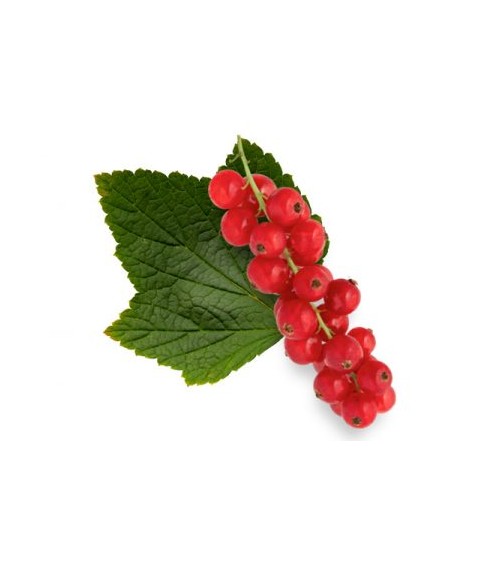 Konzentriertes ätherisches Öl - Belforte - Mediterraner Gartenduft 15 ML - 