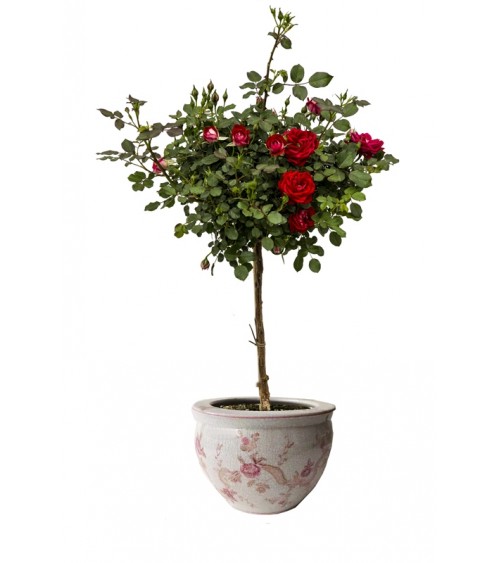 Royal Family - Portavaso "Armonia di Rose" - 