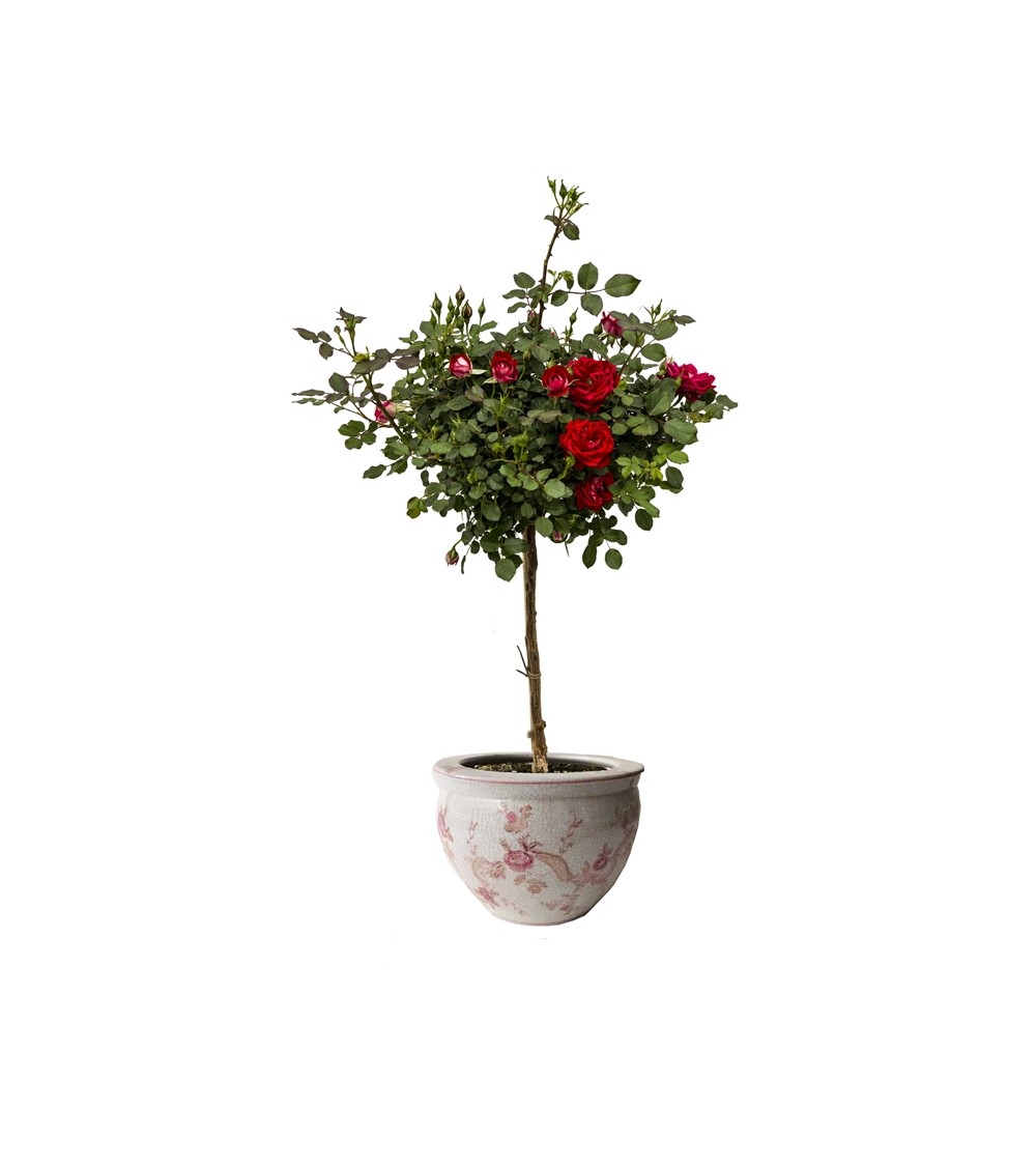 Royal Family - Porte-vase "Armonia di Rose" - 