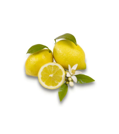 Belforte - Maxi Cube Fragrance Diffuser 2500 ml Musk and Lemon -  - 