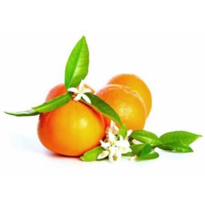 Olio Essenziale Concentrato - Belforte - Fragranza Odessa 15 ML - 